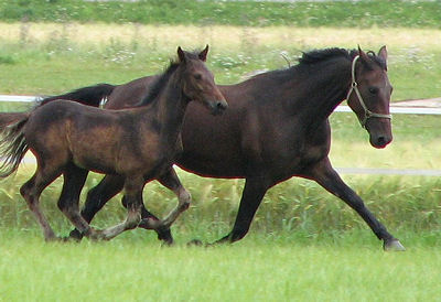 Abdacadabra ja varsa Abroboo